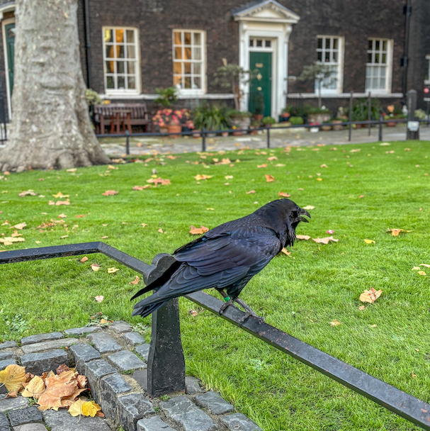 Corbeau à la Tour de Londres