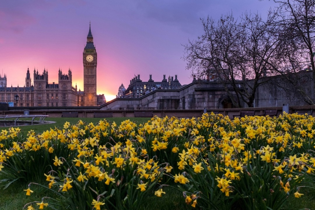 Westminster Palace et Big Ben au coucher du soleil avec des jonquilles en premier plan