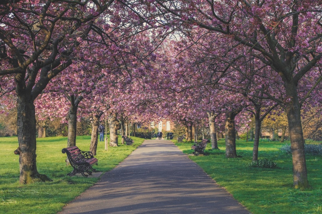 Cerisiers en fleurs à Greenwich à Londres